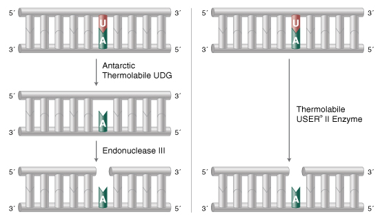 Mechanism